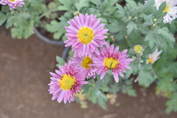Beautiful Pink chrysanthemum flowers closeup in the winter garden, Closeup of Chrysanthemum flower, Field of the Pink Chrysanthemum, Beautiful Pink flower blooming in nature.