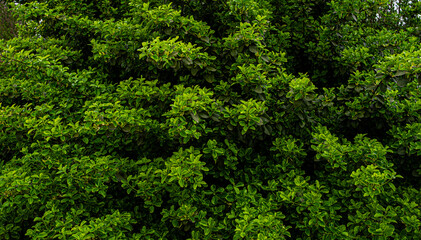 Dense green forest canopy forming a natural texture and organic pattern. Lush vegetation background seen from above.