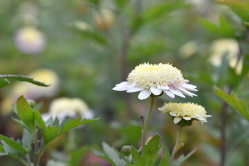 Beautiful white chrysanthemum flowers closeup in the winter garden, Closeup of Chrysanthemum flower, Field of the white Chrysanthemum, Beautiful white flower blooming in nature.