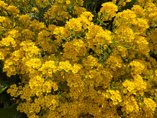 Rapeseed canola rape oilseed yellow flowers.