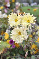 Beautiful white chrysanthemum flowers closeup in the winter garden, Closeup of Chrysanthemum flower, Field of the white Chrysanthemum, Beautiful white flower blooming in nature.