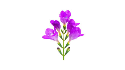 Fototapeta premium Purple freesia flower with delicate petals and green stem, isolated on transparency background, symbolizing elegance and freshness, perfect for spring or floral design concepts