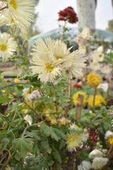 Beautiful white chrysanthemum flowers closeup in the winter garden, Closeup of Chrysanthemum flower, Field of the white Chrysanthemum, Beautiful white flower blooming in nature.