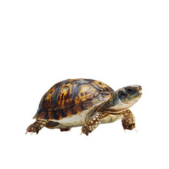 Obraz premium tortoise Hermann AI Generated on transparent background 