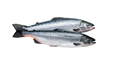 Two silver fish with spotted bodies, resting on a reflective surface