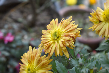 Beautiful Yellow red chrysanthemum flowers closeup in the winter garden, Closeup of Chrysanthemum flower, Field of the Yellow red Chrysanthemum, Beautiful Yellow red flower blooming in nature.