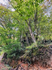 Naklejka premium Low Angle View of Forest Soil Bank with Trees and Cabin