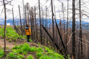 Hiker contemplating burned forest in jasper national park after wildfire