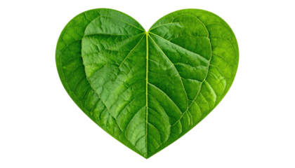 Lush green heart-shaped leaf against stark black background