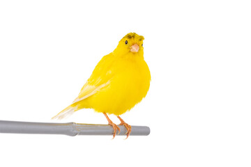 crested canary isolated on white background