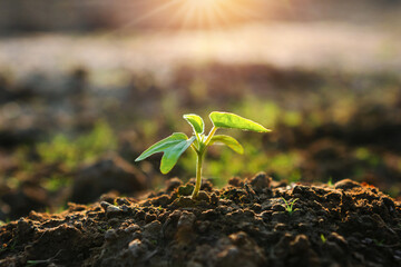 small plant is growing in the dirt