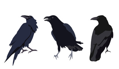 Fototapeta premium Set of black raven birds in different poses