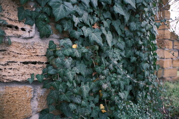 Close-up of green ivy climbing an old stone wall of an abandoned building. Natural texture of leaves and weathered masonry, urban nature concept, decay and growth contrast, calm muted tones.