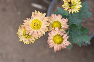 Beautiful Pink yellow chrysanthemum flowers closeup in the winter garden, Closeup of Chrysanthemum flower, Field of the Pink yellow Chrysanthemum, Beautiful Pink yellow flower blooming in nature.
