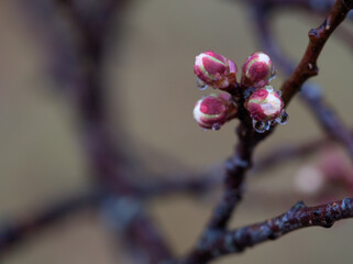 肌寒い12月に可愛らしく膨らんできた梅の蕾
