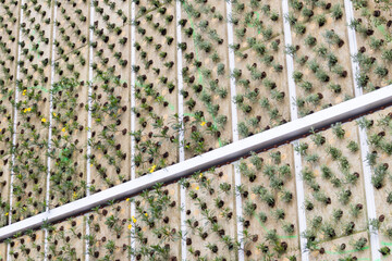 Detalle de la implantaci&oacute;n de un jard&iacute;n vertical en la fachada de un edificio