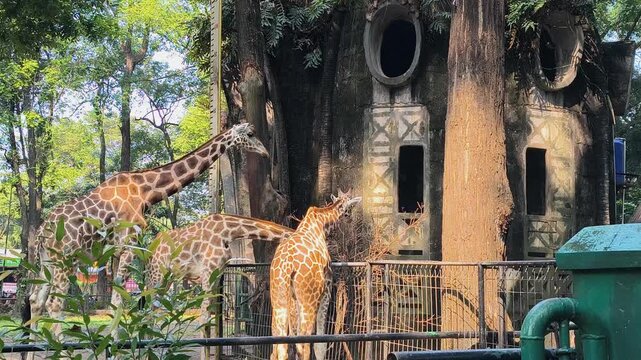 Three giraffes are feeding. Giraffes at Ragunan Zoo Jakarta Indonesia are a visitor attraction