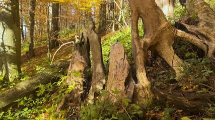 Lightning struck a huge ancient oak tree; its energy scorching the trunk; scattering debris. The tree is over two meters thick; hundreds of years old.