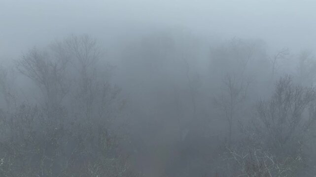 Aerial view of trees and branches are barely visible in the thick, ethereal mist, creating a tranquil yet mysterious scene, Thann, Grand Est, France.