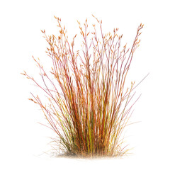 Little Bluestem Schizachyrium scoparium on transparent background