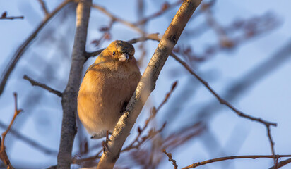 sparrow on branch
