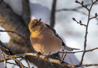 Chaffinch bird