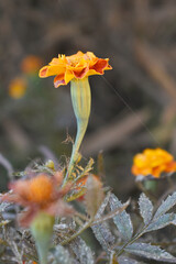 Yellow red french marigold flower blossom in garden, Yellow red french Mari Gold flowers for decorate garden, Close up of beautiful small marigold flower in garden. Marigold flowers bloom in nature