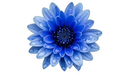 Fototapeta premium Blue flower with water droplets on transparent background
