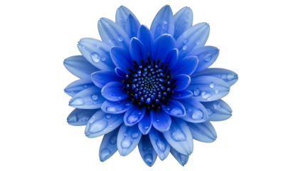 Blue flower with water droplets on transparent background