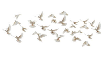 Flock of white doves flying on transparent background
