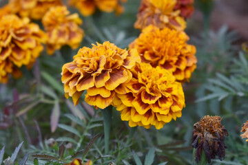 Yellow red french marigold flower blossom in garden, Yellow red french Mari Gold flowers for decorate garden, Close up of beautiful small marigold flower in garden. Marigold flowers bloom in nature