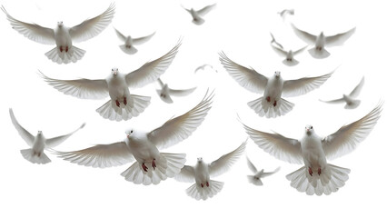 Flock of white doves flying on transparent background