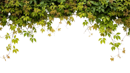 Green leaves on transparent background, nature element, foliage border