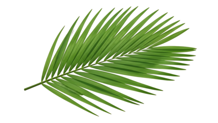 Palm leaf on transparent background, green foliage, tropical plant
