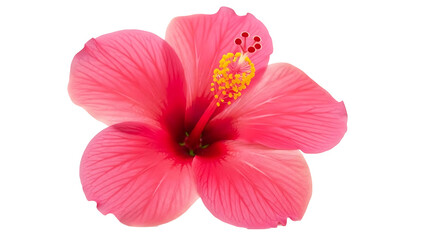 Pink Hibiscus Flower on Transparent Background © Felippe Lopes
