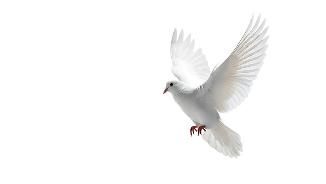 White dove flying on transparent background with wings spread wide freely
