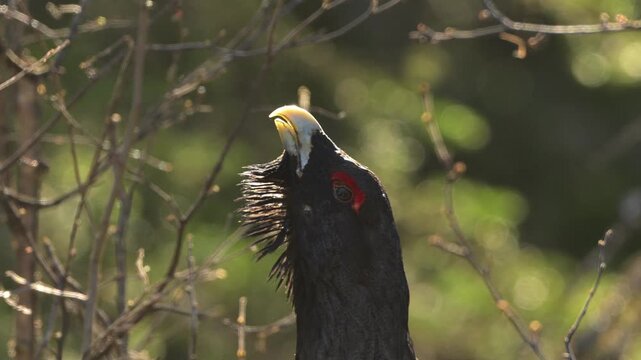 Closeup of male western capercaillie displaying during lek, with visible breath and vibrating throat feathers in sunlight