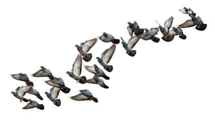 Flock of ducks flying in formation on transparent background