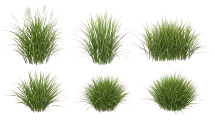 Green grass clumps on transparent background