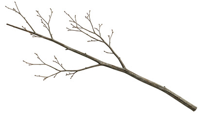 Fototapeta premium Bare tree branch on transparent background