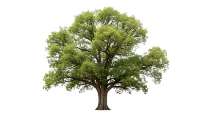 Large Green Tree on Transparent Background