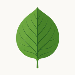 Obraz premium green leaf isolated on white background