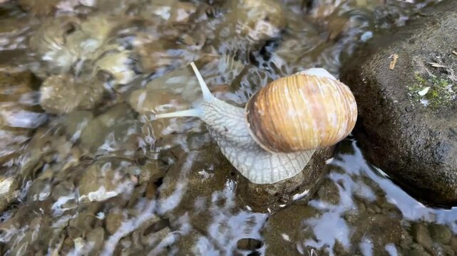 A snail examines a stone while traveling along a clear mountain river. Its cute face with delicate horns peers inquisitively at the flowing water.