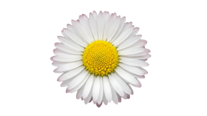 White daisy flower on transparent background