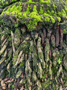 A detailed macro shot of thick, adventitious tree roots covered in vibrant green moss and textured lichen.
