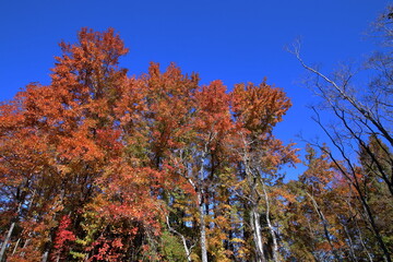 針木浄水場で紅葉狩り 初冬　（高知県　高知市）