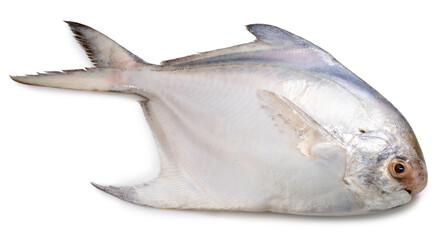 Fresh White pomfret or Butterfish isolated on white background, White pomfret or Butterfish on White Background With clipping path, High resolution photography