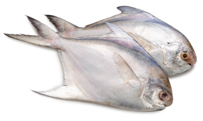 Fresh White pomfret or Butterfish isolated on white background, White pomfret or Butterfish on White Background With clipping path, High resolution photography