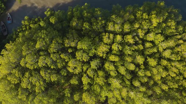 Aerial view of wooden boats moored near a dense forest, the vibrant green canopy contrasting with the dark waters, Maputo, Cidade de Maputo, Mozambique.