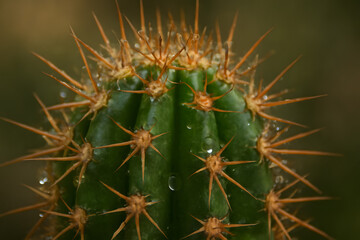 A detailed close-up of a vibrant green cactus covered in sharp, orange spines with small water droplets on its surface, set against a blurred dark background